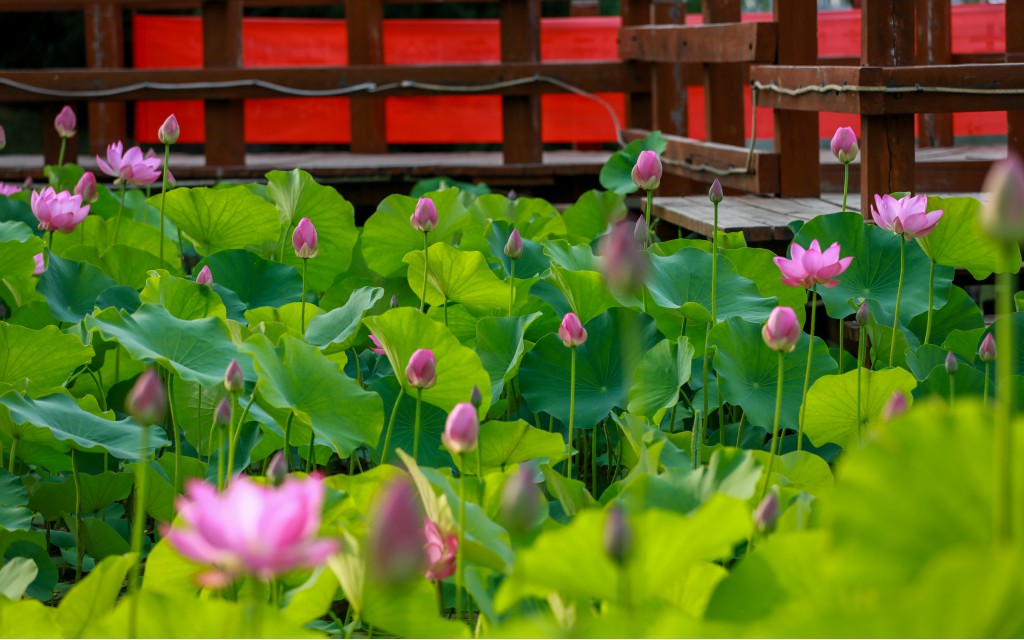 林州：人民公園荷花千姿百態(tài) (10)