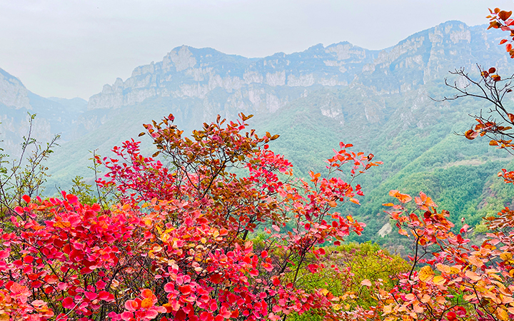 林州：太行山秋韻如畫(huà) 漫山紅葉美不勝收
