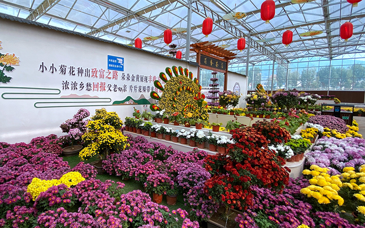 林州：茶店鎮(zhèn)菊花競(jìng)相開(kāi)放 景色美不勝收